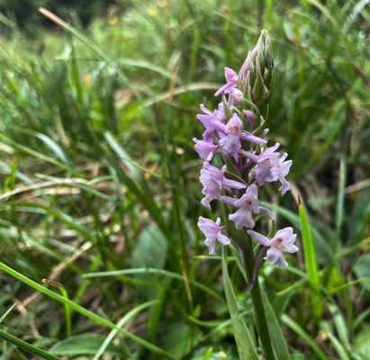 Sommerblumen