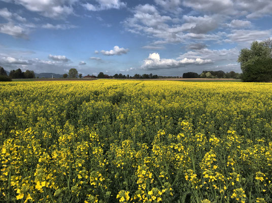 Rapsfeld südlich von Happing