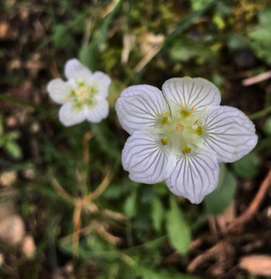 Sommerblumen