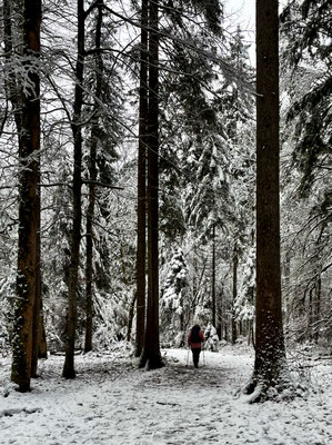 Durch den Winterwald
