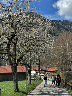Blühende Obstbäume in Bayrischzell