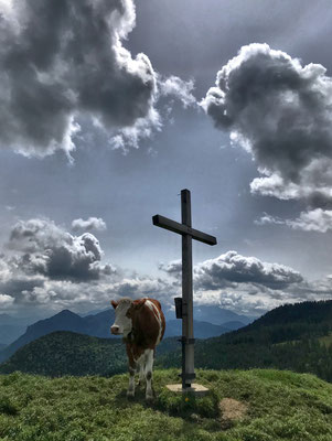Mitterberg Gipfelkreuz mit Kuh