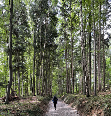 Wanderweg durch den Wald