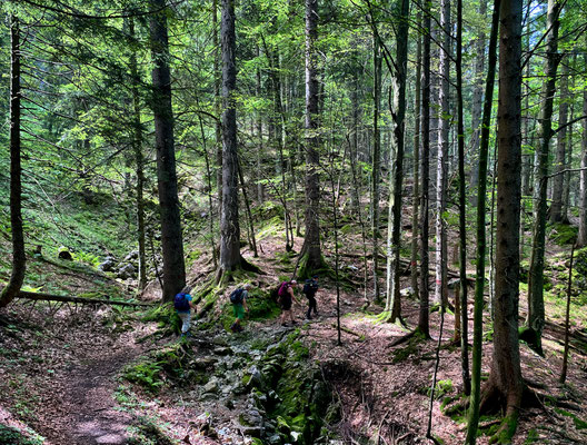 Auf dem Weg vom Arzmoos Richtung Mitteralm