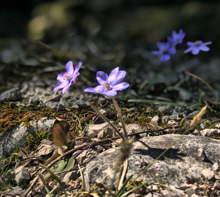 Frühling an der Kesselalm