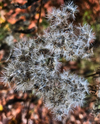 Herbstliche Flora