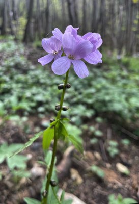 Frühlingsblumen