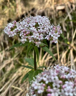 Frühlingsblumen