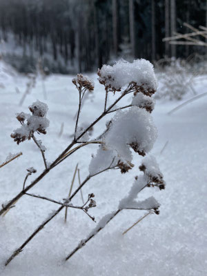 Winterliche Impressionen