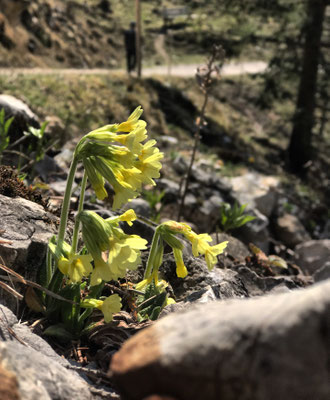 Schlüsselblume