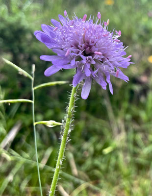 Sommerblumen