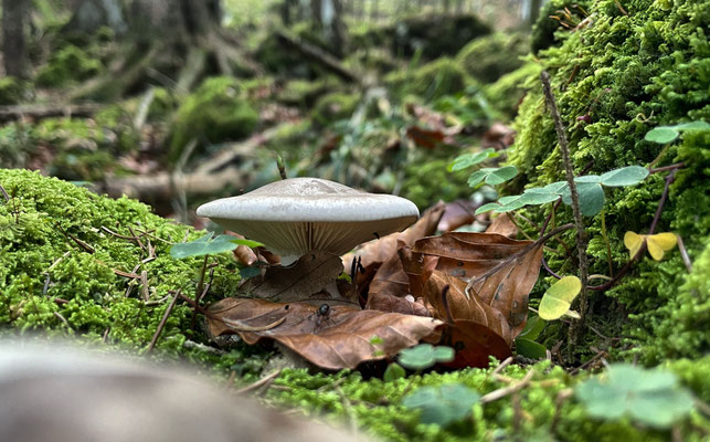 Pilz im Wald