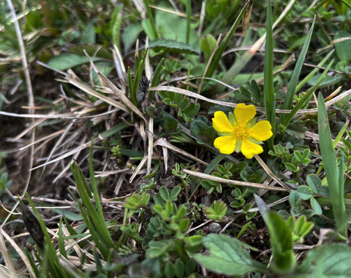 Frühlingsblumen