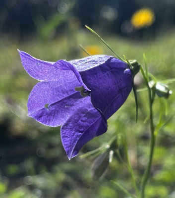 Sommerblumen
