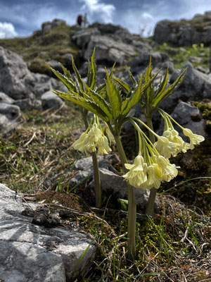 Frühlingsblumen