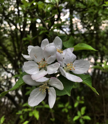 Frühlingsblüten
