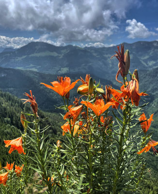 Feuer-Lilien am Rehleitenkopf