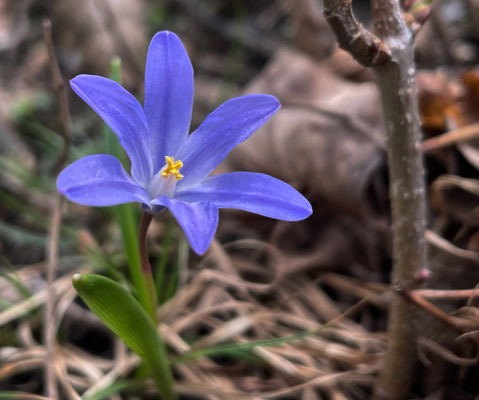 Frühlingsblumen