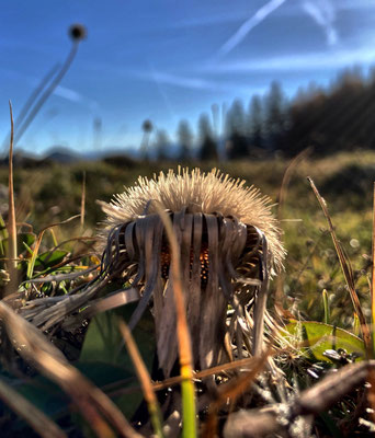 Herbstliche Distel