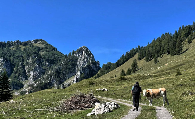 Kühe auf der Lechneralm