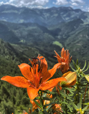 Feuer-Lilien am Rehleitenkopf