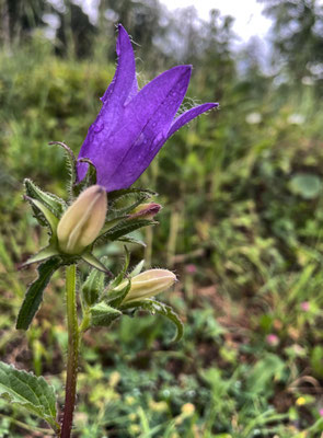 Sommerblumen