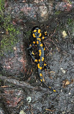 Feuersalamander