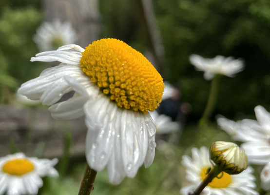 Sommerblumen