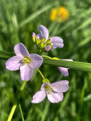 Frühlingsblumen