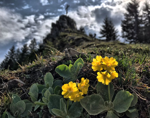 Frühlingsblumen