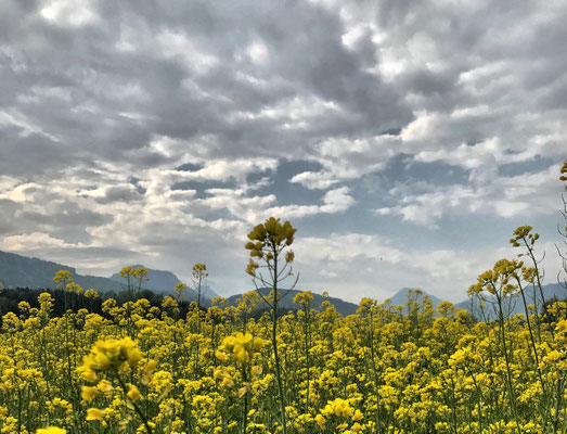 Rapsfeld bei Anger