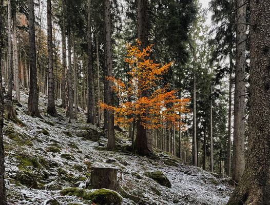 Spätherbst im Wald beim Aufstieg zum Schortenkopf