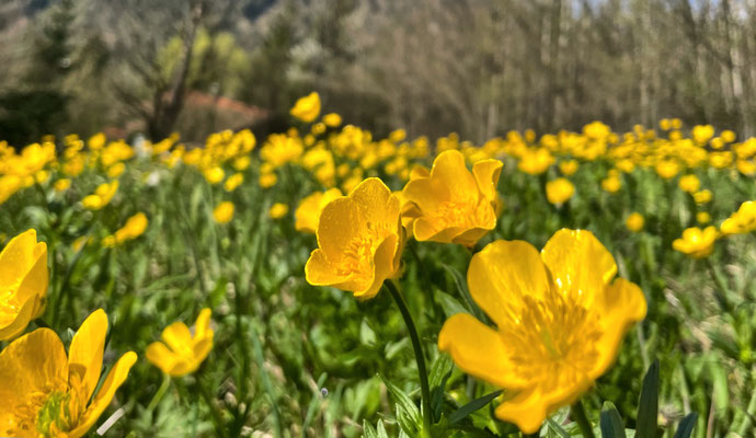Frühlingsblumen