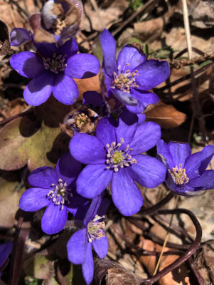 Leberblümchen