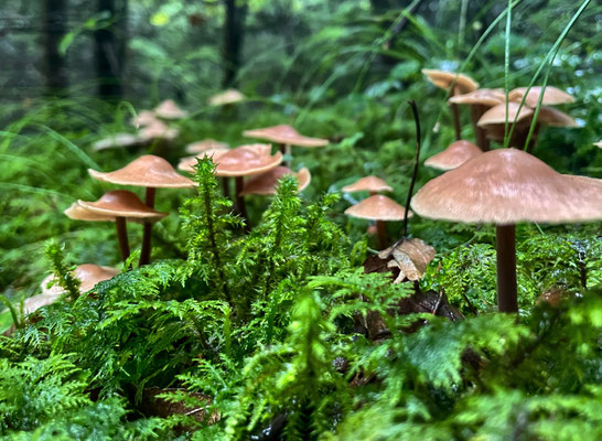 Pilze im Wald