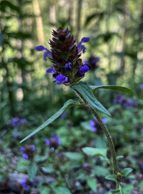 Kleine Braunelle