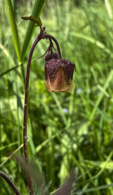 Frühlingsblumen