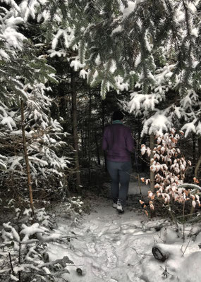 Durch den Wald zur Dandlbergalm