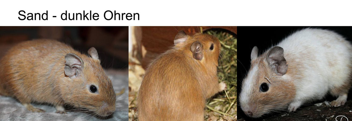 Degu Sand Scheckungen