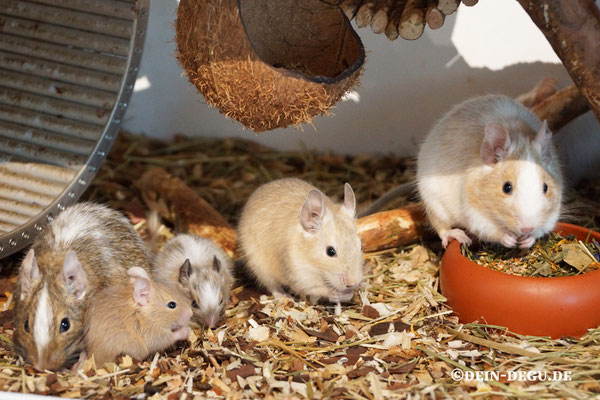 Sand Uni, Agouti Starkschecke, Cream, Sand Starkschecke