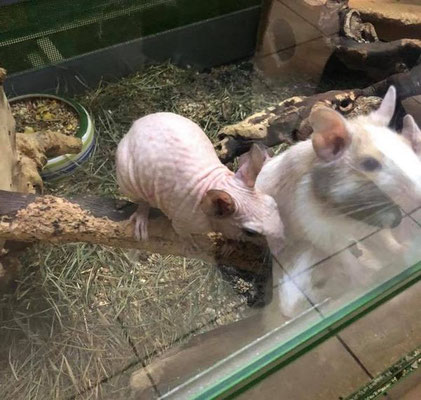 Degu Nackt Haarlos Qualzucht Defektzucht hairless nacked