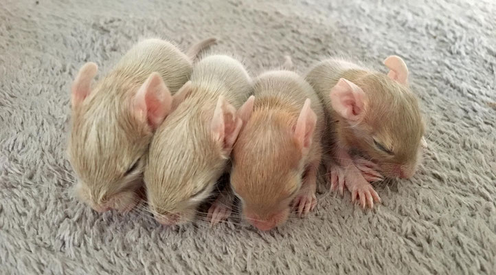 Dein-Degu Würfe und Babys, Degubabys