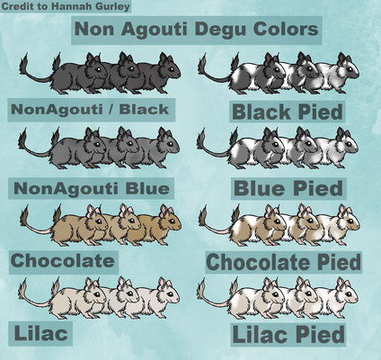 Degu Color Chart, Degu Farben, Schwarz Black, Blau Blue Non Agouti, Schoko Chocolate, Lilac