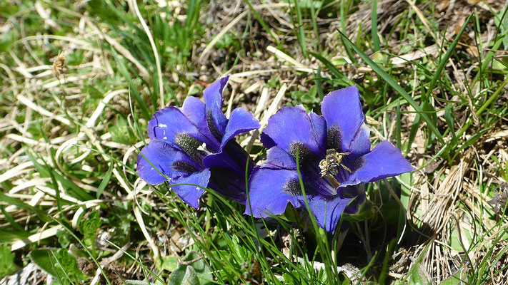 Enzian - Lugnez Graubünden Schweiz Val Lumnezia