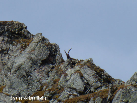 Steinbock - Lampertschalp Vals Graubünden Schweiz