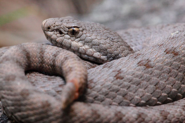 Prices Klapperschlange,  (Crotalus pricei) Chiricahua Mtns