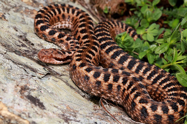 Alpenviper (Vipera aspis atra)