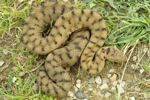 Aspisviper (Vipera aspis aspis) Lothringen