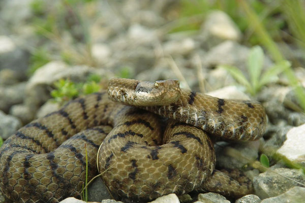 Aspisviper (Vipera aspis aspis) Lothringen