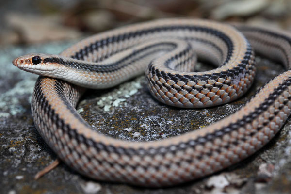 westliche Pflasternasennatter,  (Salvadora hexalepis)